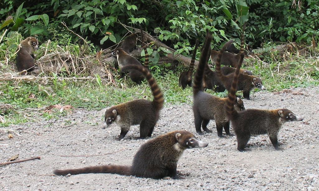 Cerro Chato Ecolodge La Fortuna Ngoại thất bức ảnh